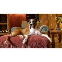 Pawsitively Love West Palm Beach Loxahatchee Florida Logo 