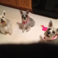 Snow Whites Pet Grooming Russell Springs Kentucky Logo 