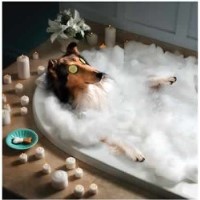 Belquest Kennels & Cattery Grooming Mount Airy Maryland Logo 