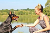 Diggin'it Dogs Rome Georgia Logo 