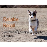 The Cooperative Dog Brookline Massachusetts Logo 