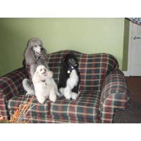 Classic Cuts Pet Grooming Nampa Idaho Logo 