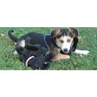 Doggone Great Time Buffalo New York Logo 