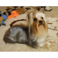 Prairie Creek Groomers Joseph Oregon Logo 