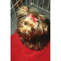 Dog's Galore Bowling Green Kentucky Logo 