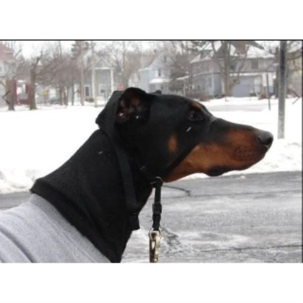 Dog Walker