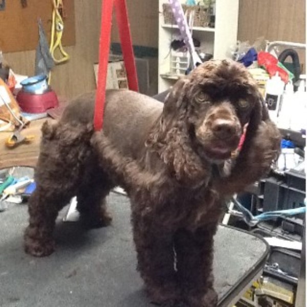 Robin's Master Grooming