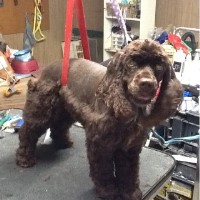 Robin's Master Grooming Enid Oklahoma Logo 