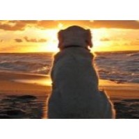 Waggy Tails Resort - North Bay Dog Boarding North Bay Ontario Logo 