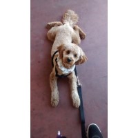 Angelic Canines Dog Training Moorpark California Logo 