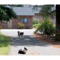 Sheltie Acres Salem Oregon Logo 