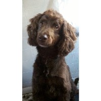 Classy Lassies Mobile Dog Spa Washington New Jersey Logo 