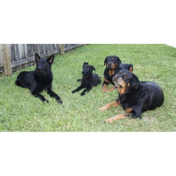 Sun Dog Training Co.