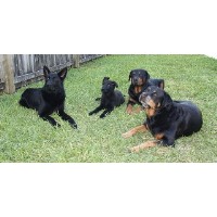 Sun Dog Training Co. Stuart Florida Logo 