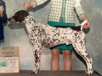 AHHA Kennels Equinunk Pennsylvania Logo 