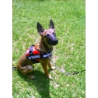 Simply Obedient Port Saint Lucie Florida Logo 