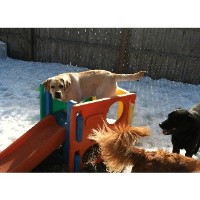 Marty's Canine Club LLC Willimantic Connecticut Logo 