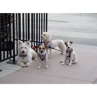 Amy's Pet Services Duarte California Logo 