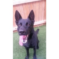 Mikotusar Kennels & Aviary Mckinney Texas Logo 