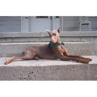 Reef Ranch Thayer Missouri Logo 