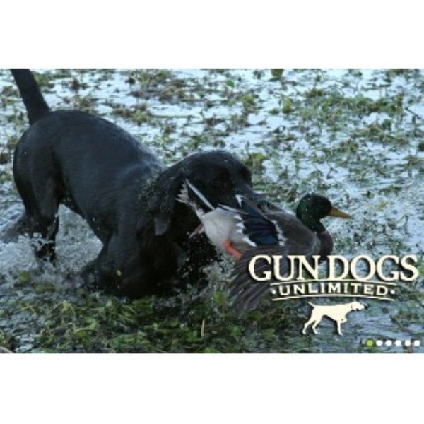 Gun Dogs Unlimited