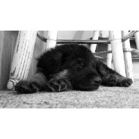 Von Leidenschaft Kennels Lakeville Indiana Logo 