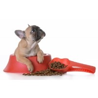 Programs to Help Breeders Dallas Utah Logo 