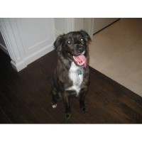 Canine Country Day of Greenwich, LLC Greenwich Connecticut Logo 