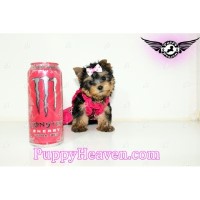 Puppy Heaven Las Vegas Nevada Logo 