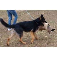 APCC Protection dogs Willow Springs Missouri Logo 