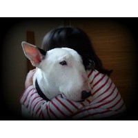 Affordable Dog Boarding Marysville Washington Logo 