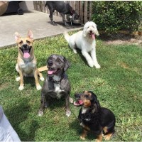 The 1 Dog Trainer Academy Deltona Florida Logo 