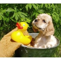 For the Love of Dogs Denison Texas Logo 