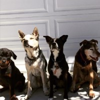 Dogtastic Training San Luis Obispo California Logo 