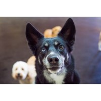 The Barking Lot Chicago Illinois Logo 