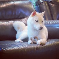 Dakine Siberian Huskies and Shiba Inu's San Clemente, Redding, Eugene Oregon California Logo 