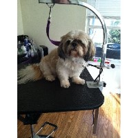 Furry Angels Pet Spa Alpharetta Georgia Logo 