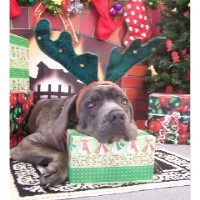 Amazing Pet Sitters Collegeville Pennsylvania Logo 