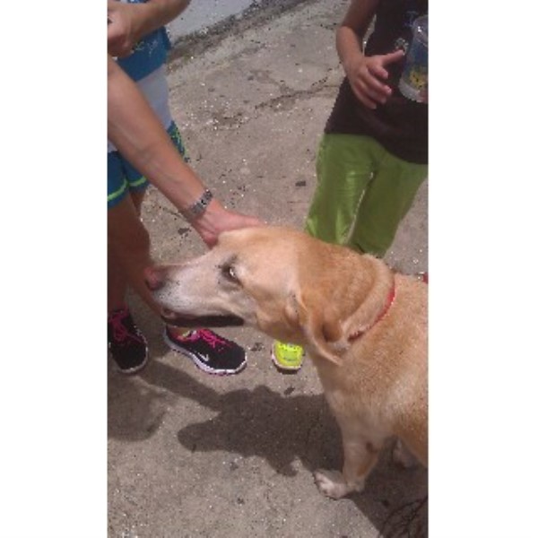 Walkstar Dog Walking Puerto Rico