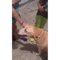 Walkstar Dog Walking Puerto Rico San Juan Puerto Rico Logo 