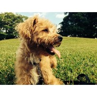 Evolutionary Dog Training, LLC Hollywood Florida Logo 