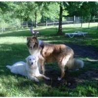 Doggie Day Camp & Board Brandon Mississippi Logo 