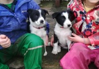  water mill New York Logo 