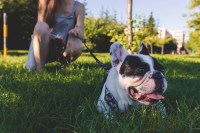 Tinseltown Dog Training Los Angeles California Logo 