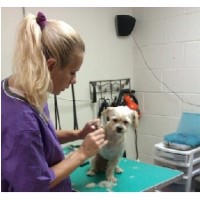 Angel Paws Grooming Waco Texas Logo 