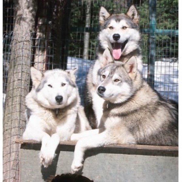 Whispering Pines Boarding Facility