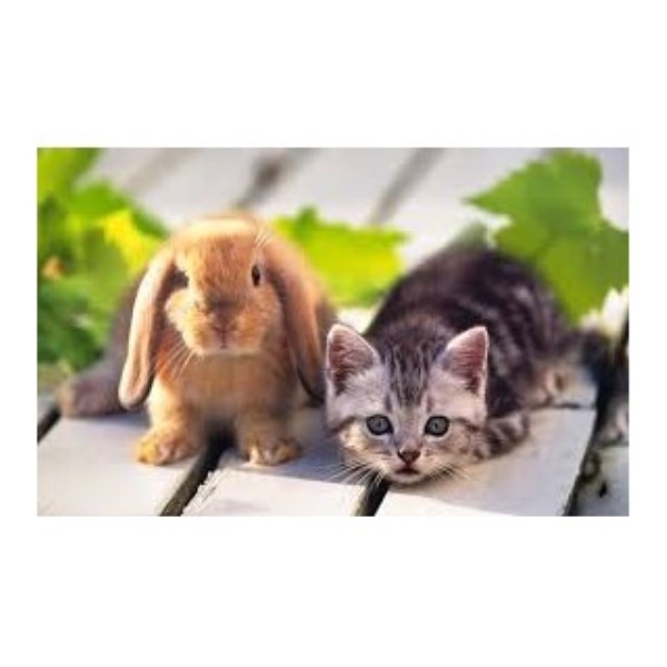 Pet Sitters  Of Mt. Prospect