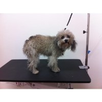 Bark Bath Self Serve Dog Wash & Grooming Costa Mesa California Logo 