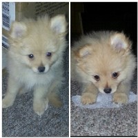 Nicole Raynor West Lafayette Indiana Logo 