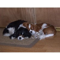 Kelton Cavalier dog sitting Corona California Logo 